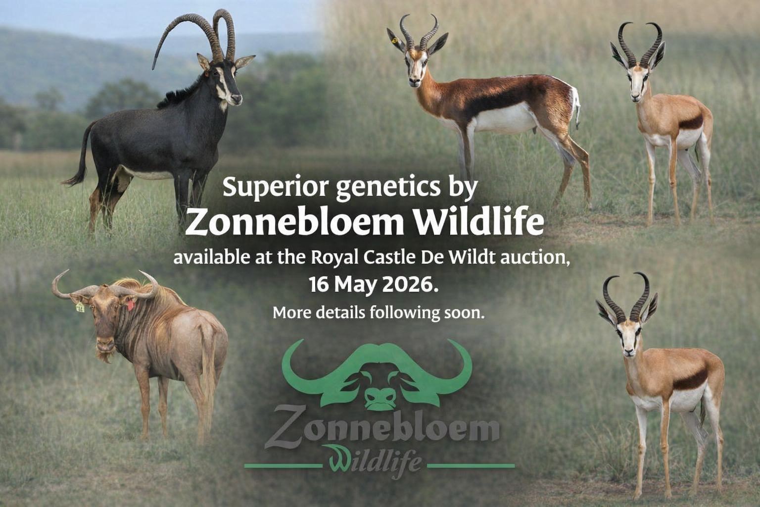 Upcoming auction details — see image for full information